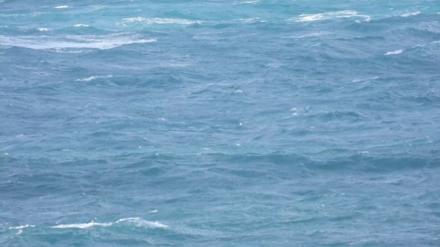 Manx Shearwater - ML624225166