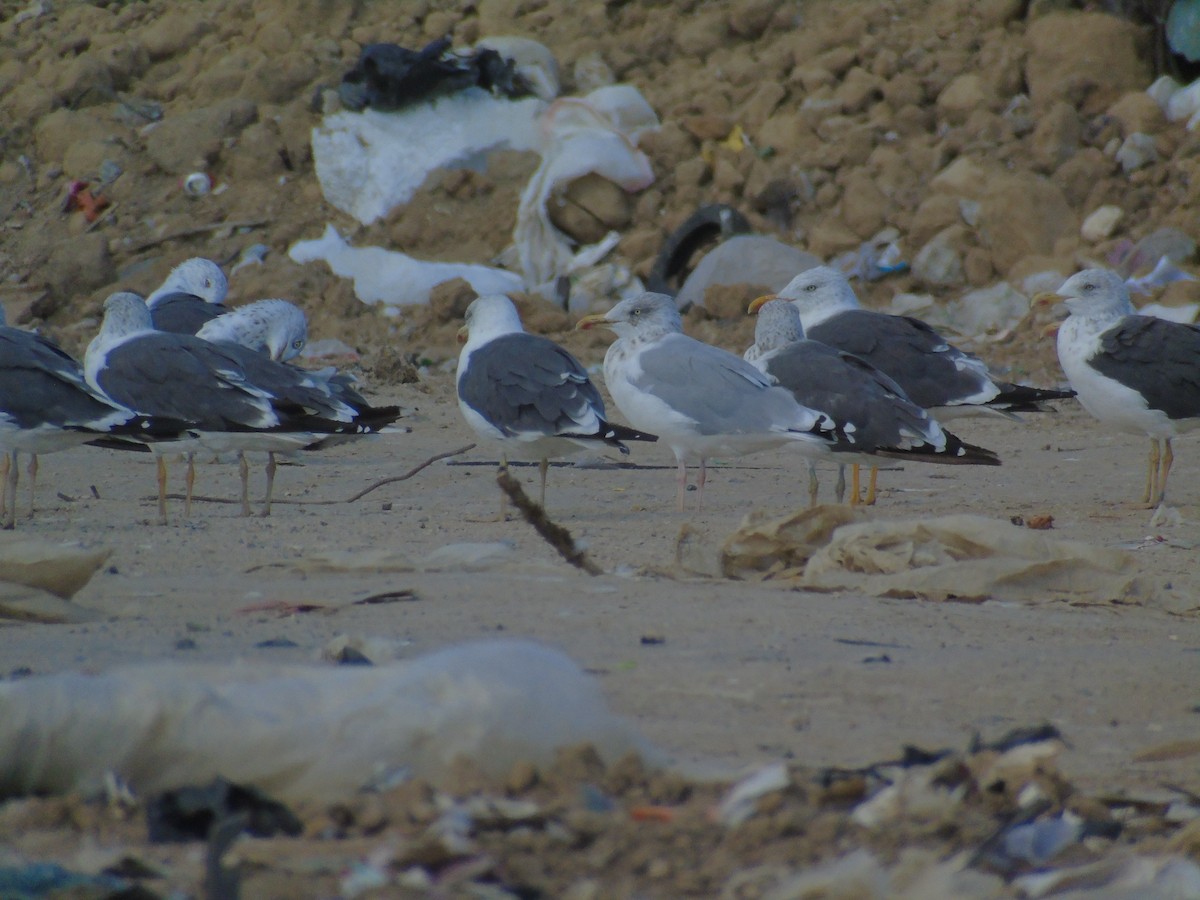 Gaviota Argéntea - ML624225168