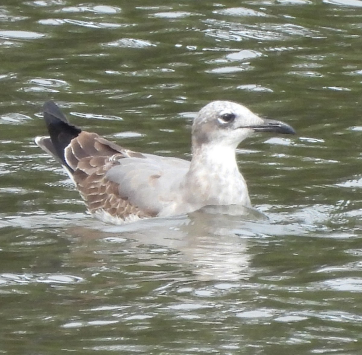 Laughing Gull - Birding Spouses