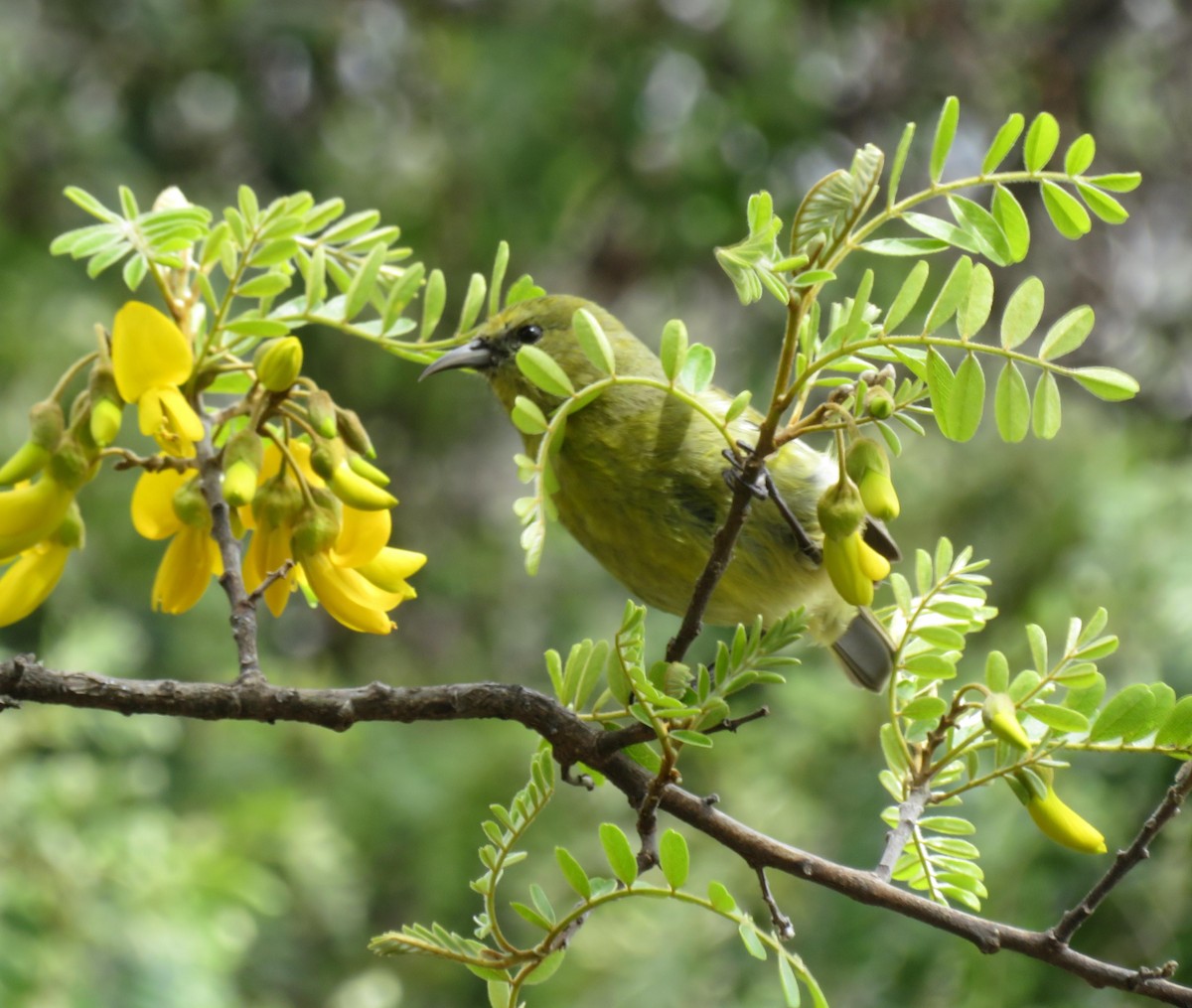 Amakihi de Hawai - ML624225193