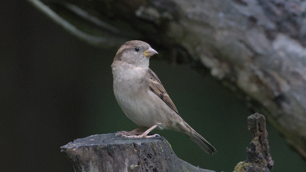 House Sparrow - ML624225194