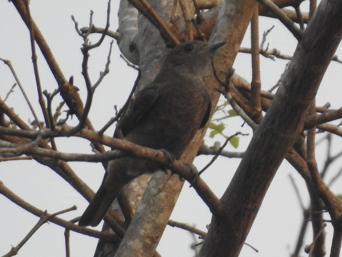 Purple-throated Cotinga - ML624225196