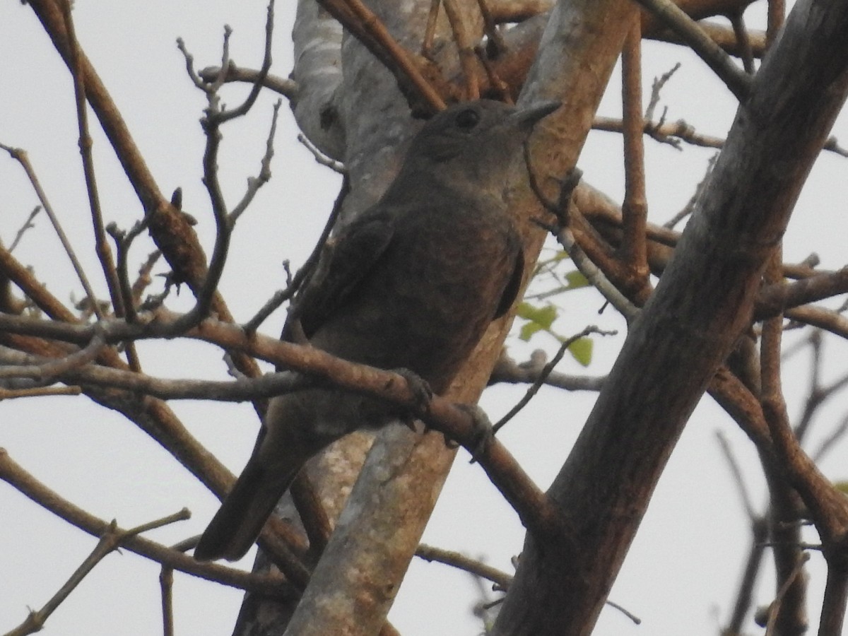 Cotinga à gorge mauve - ML624225196