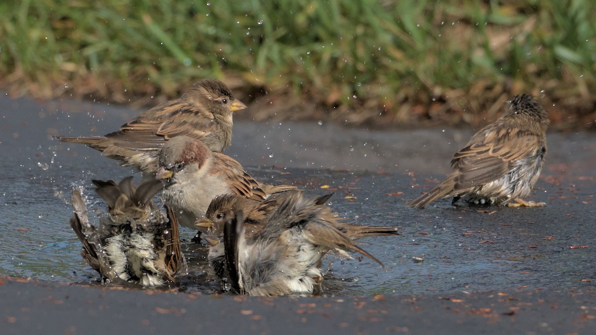 House Sparrow - ML624225199