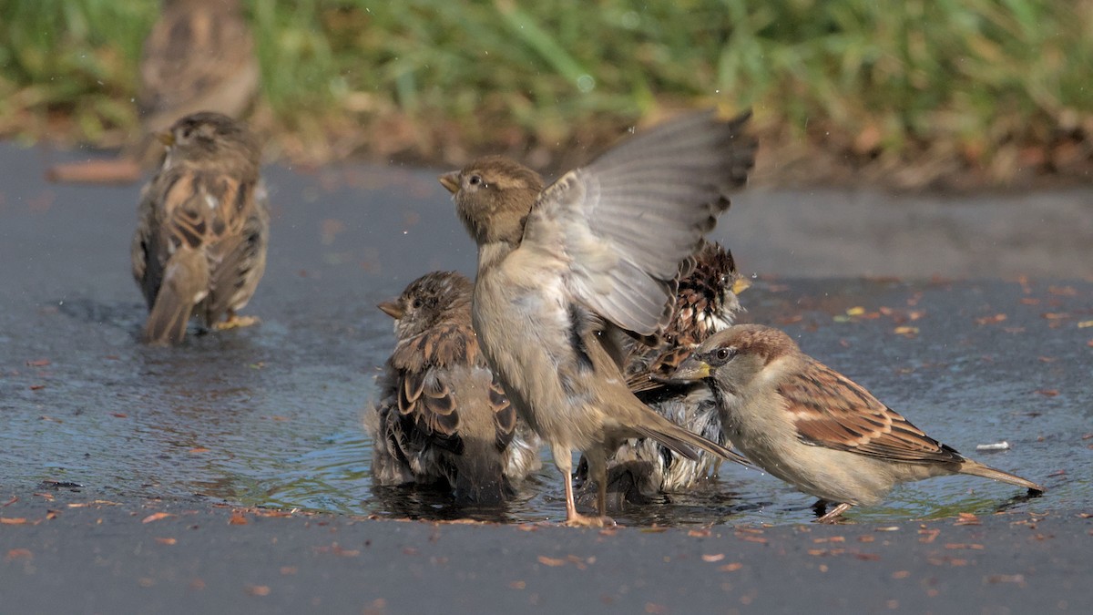 House Sparrow - ML624225200