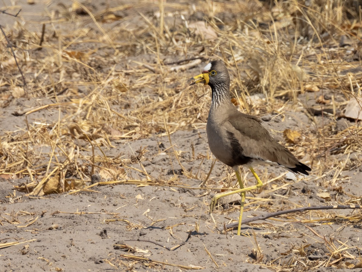 Wattled Lapwing - ML624225209