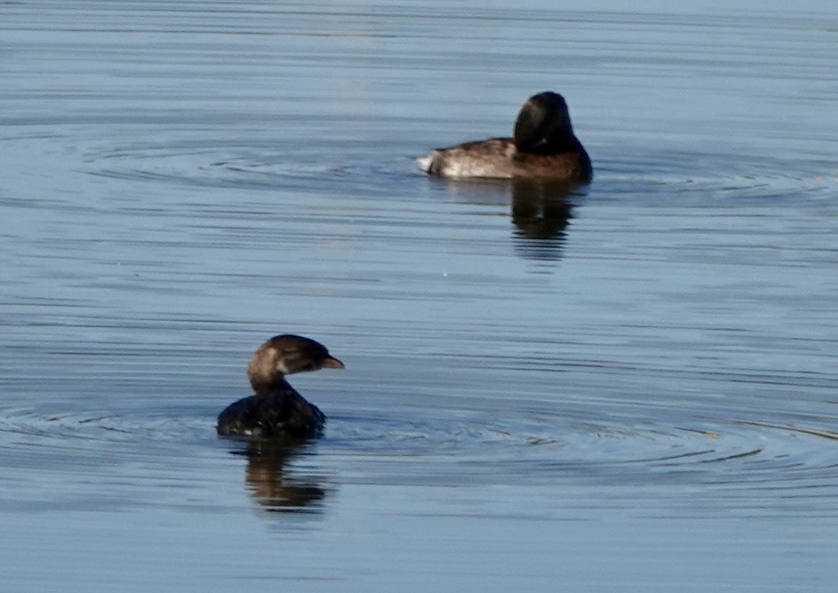 Pied-billed Grebe - ML624225216