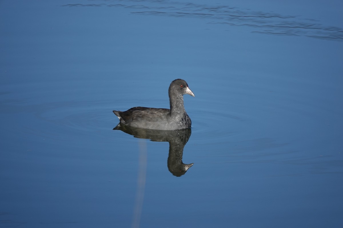 American Coot - ML624225232