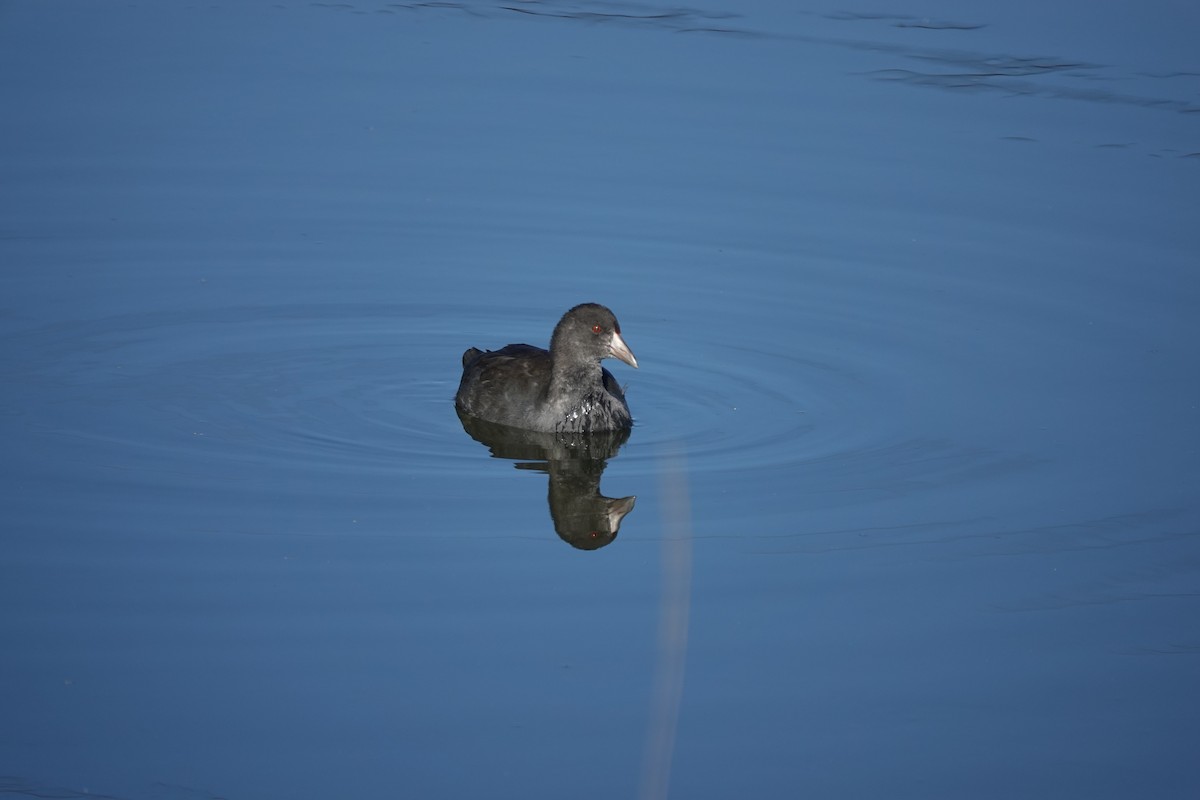 American Coot - ML624225233