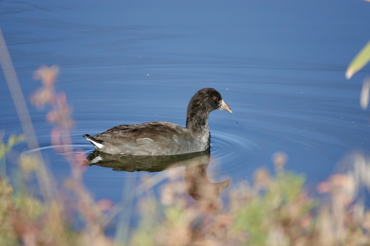 American Coot - ML624225234