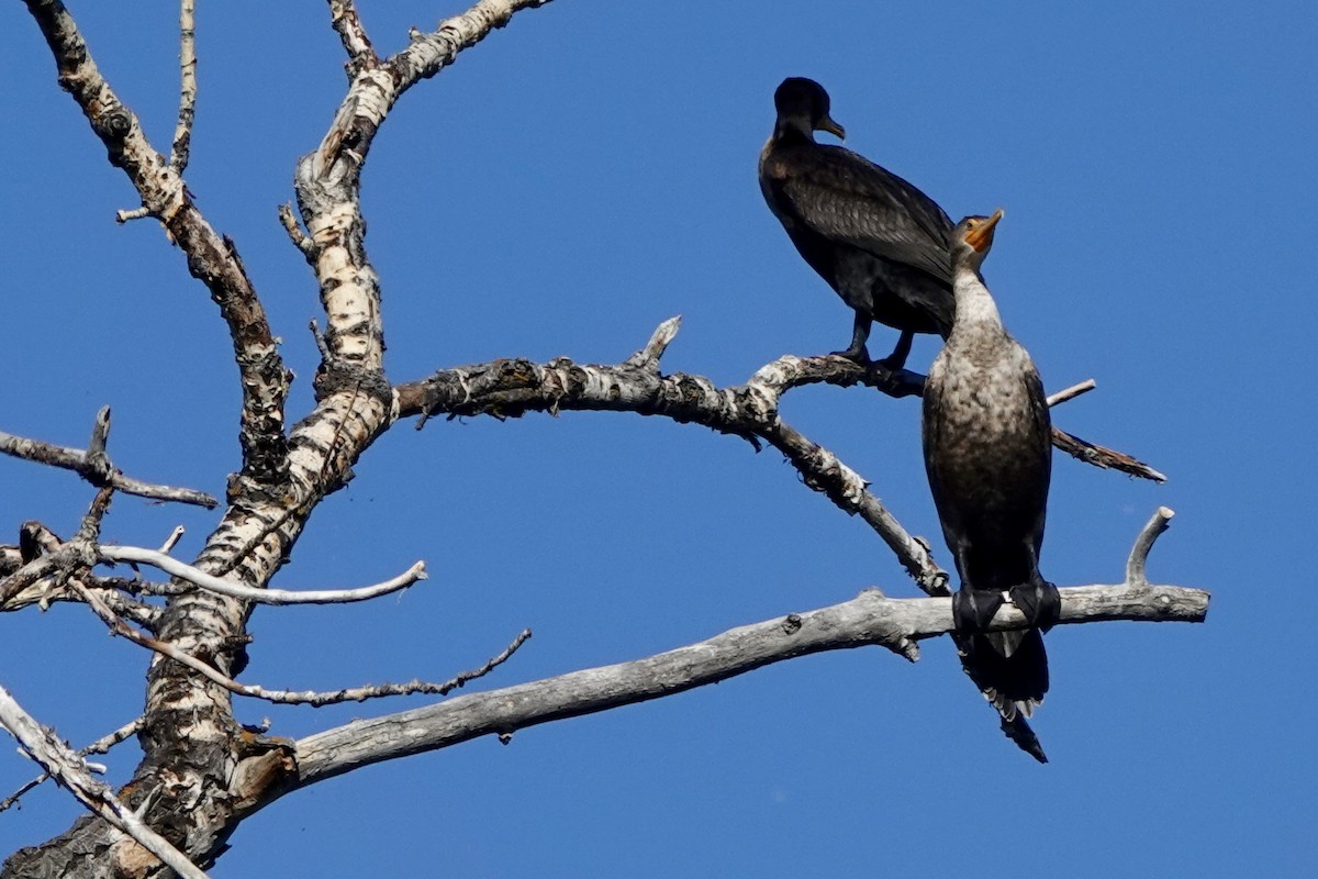 Cormoran à aigrettes - ML624225245