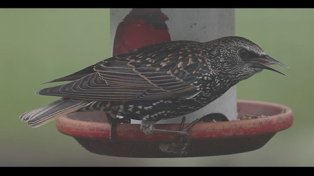 European Starling - ML624225270