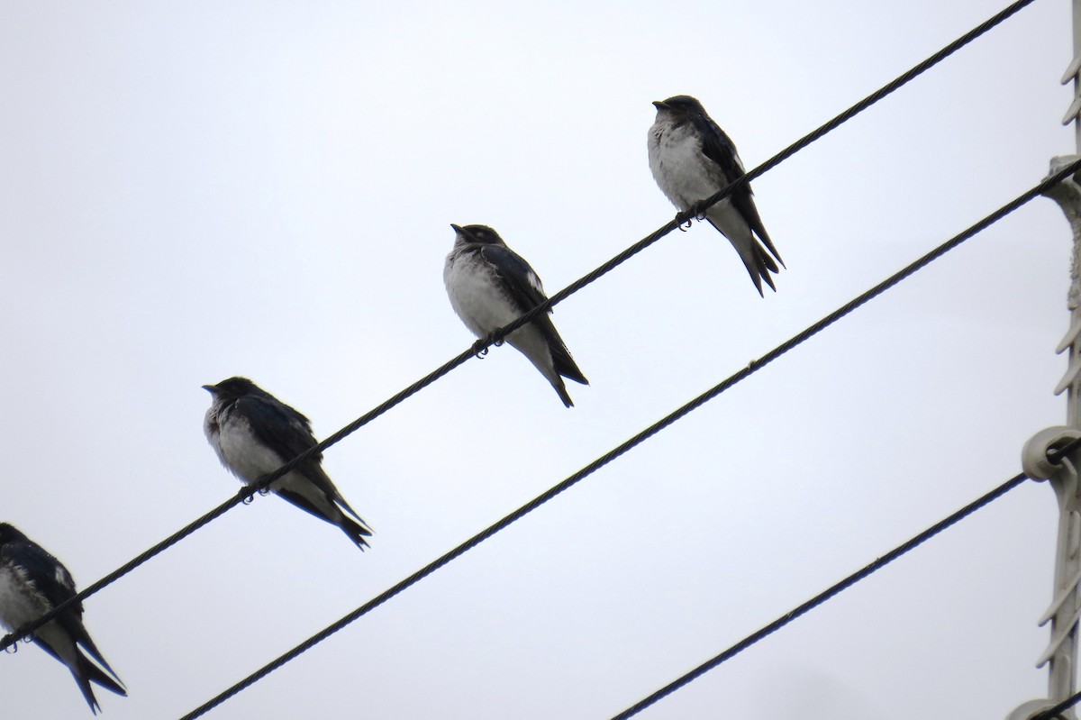 Gray-breasted Martin - ML624225282