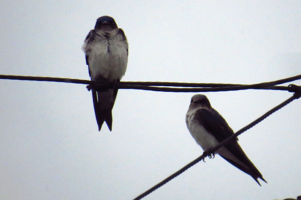 Gray-breasted Martin - Cristiane Bolochio Cris