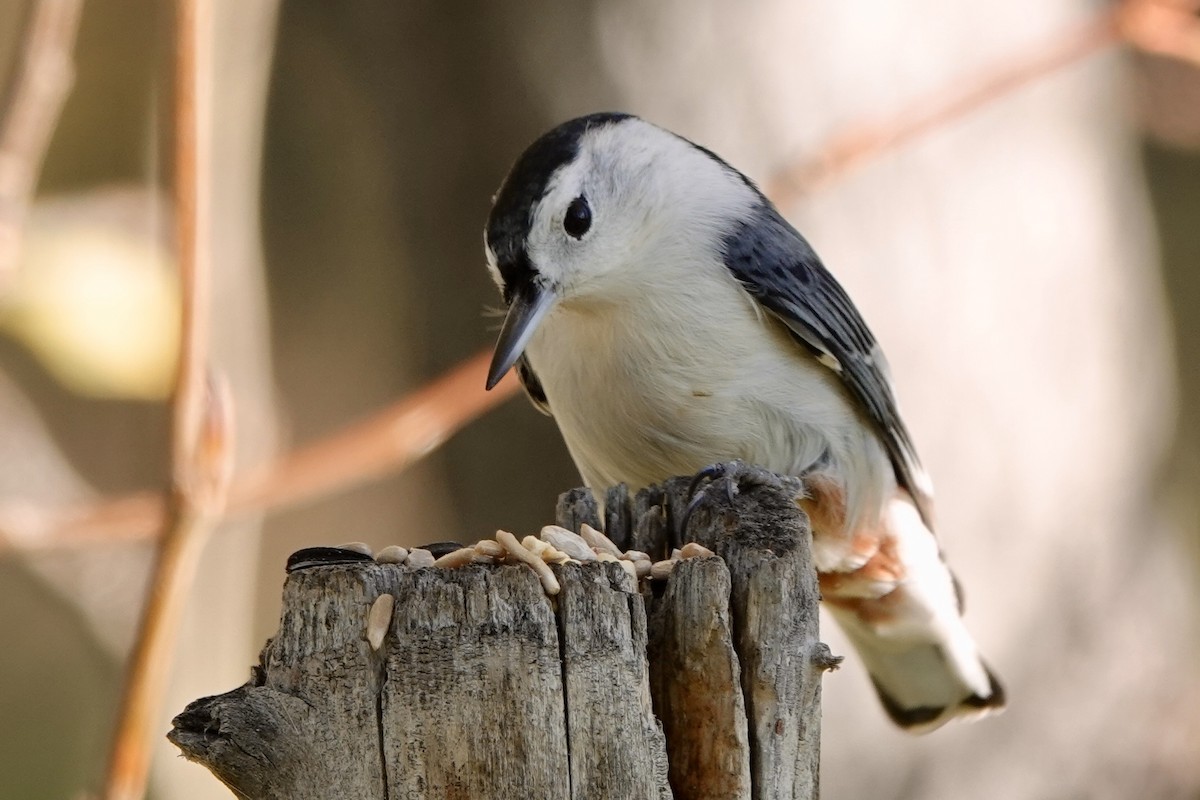 White-breasted Nuthatch - ML624225290