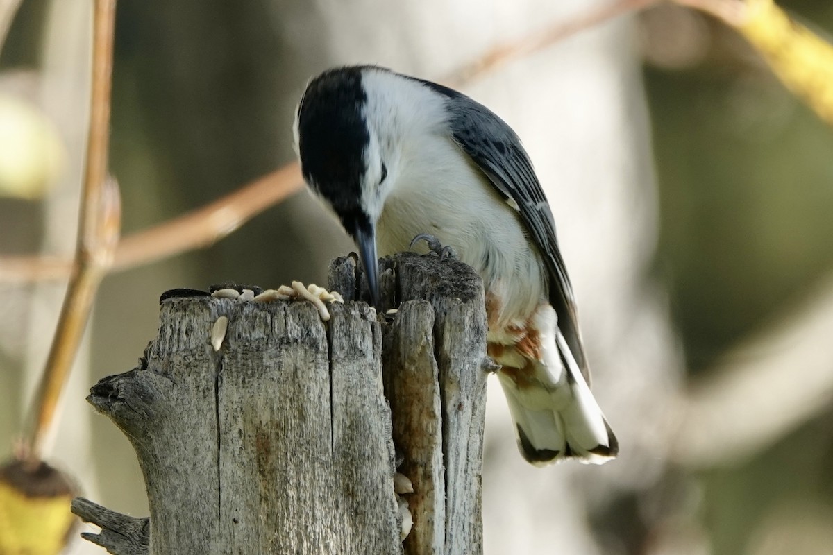 White-breasted Nuthatch - ML624225291