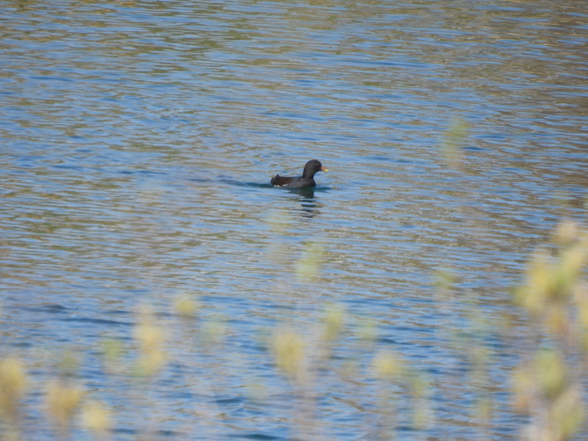 Eurasian Moorhen - ML624225309