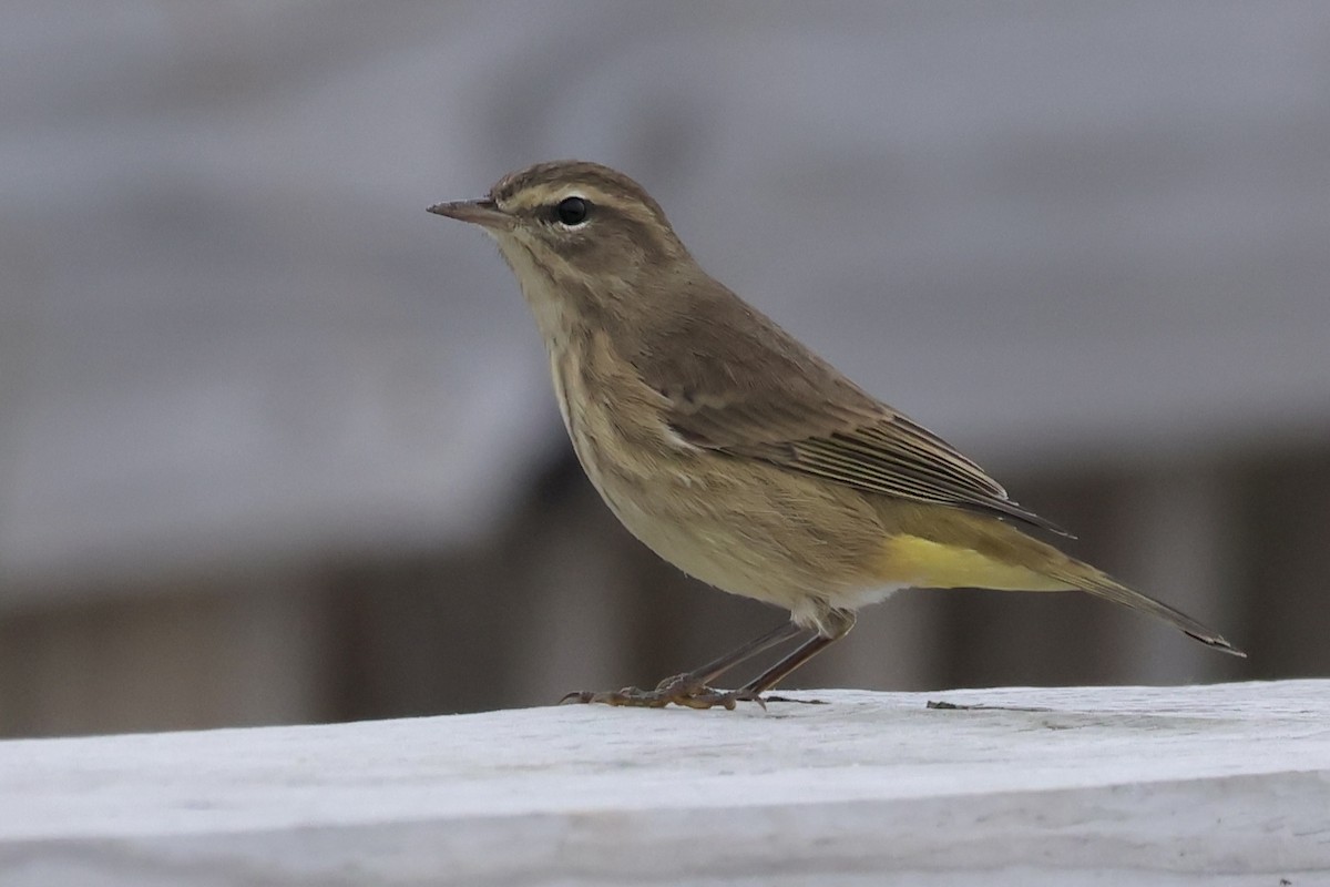 Palm Warbler (Western) - ML624225313