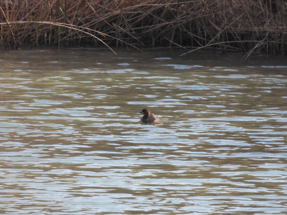 Little Grebe - ML624225316