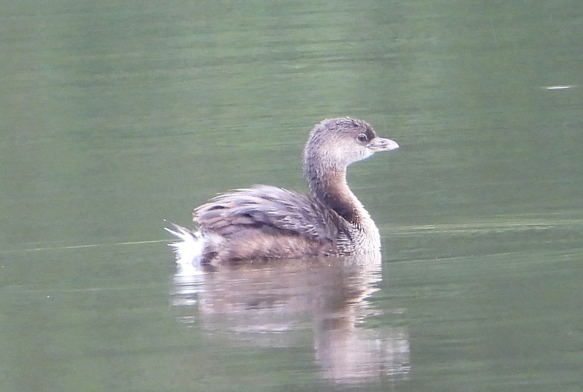 Pied-billed Grebe - ML624225323