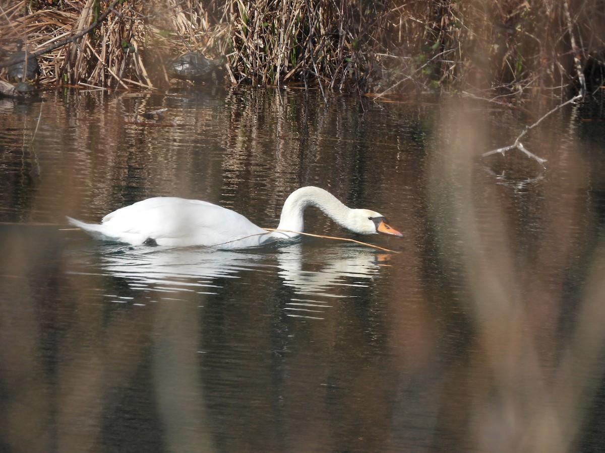 Mute Swan - ML624225331