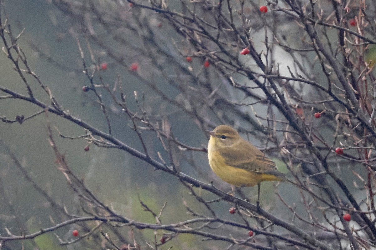 Palm Warbler (Yellow) - ML624225332