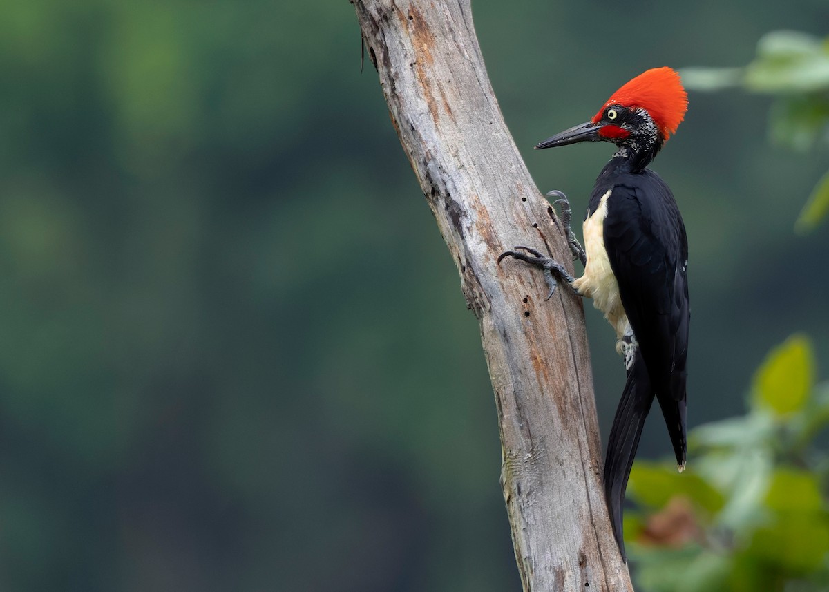 White-bellied Woodpecker - ML624225336