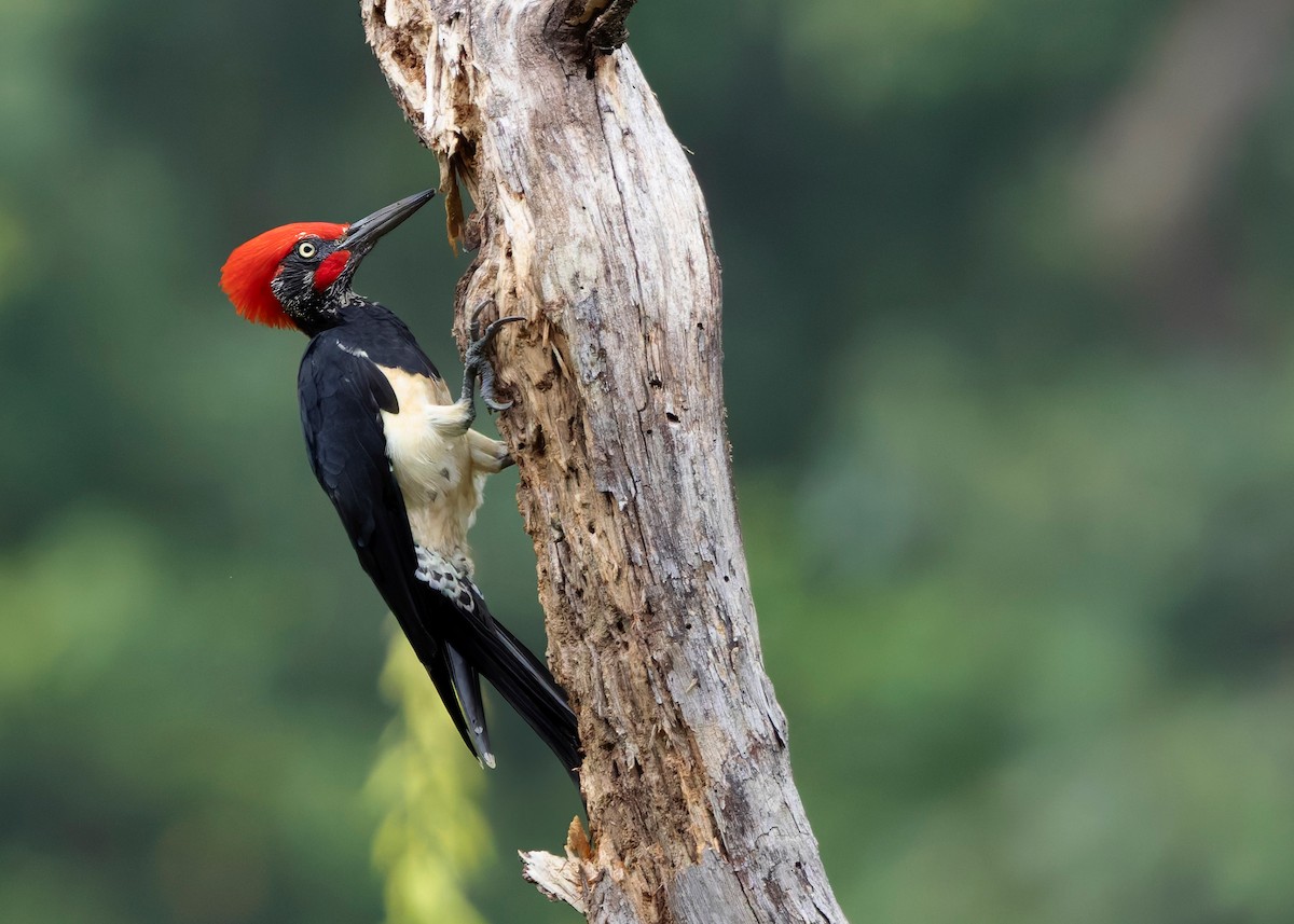 White-bellied Woodpecker - ML624225337