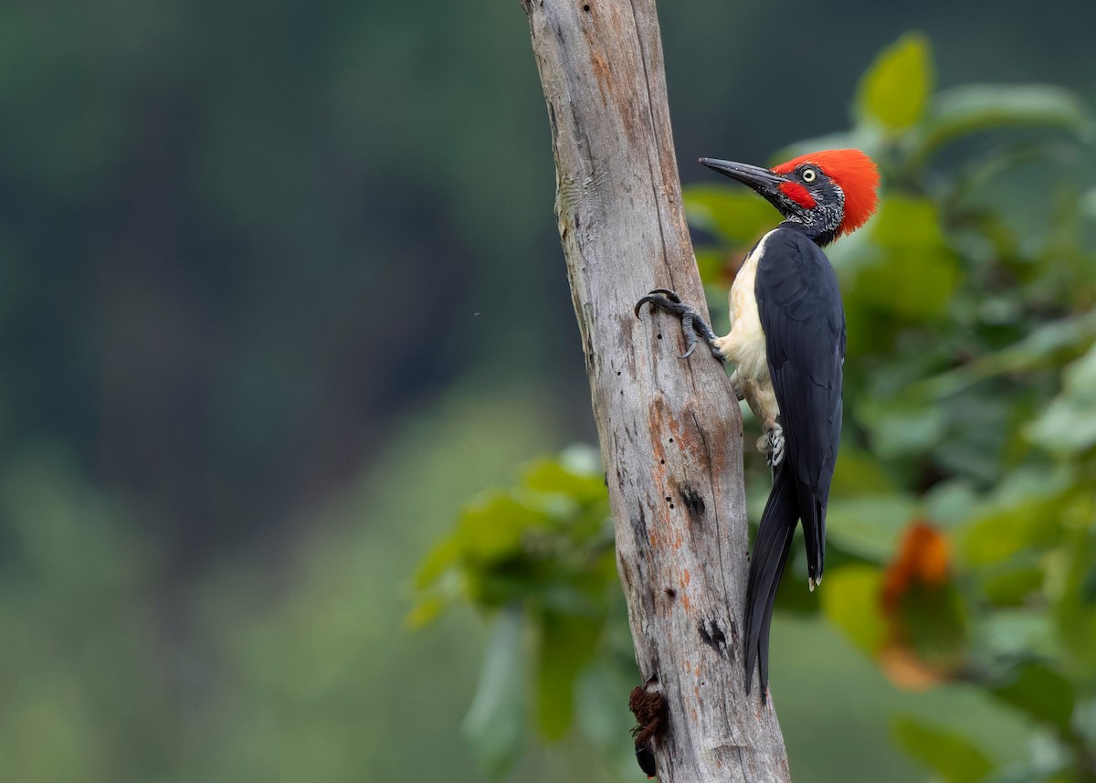 White-bellied Woodpecker - ML624225338