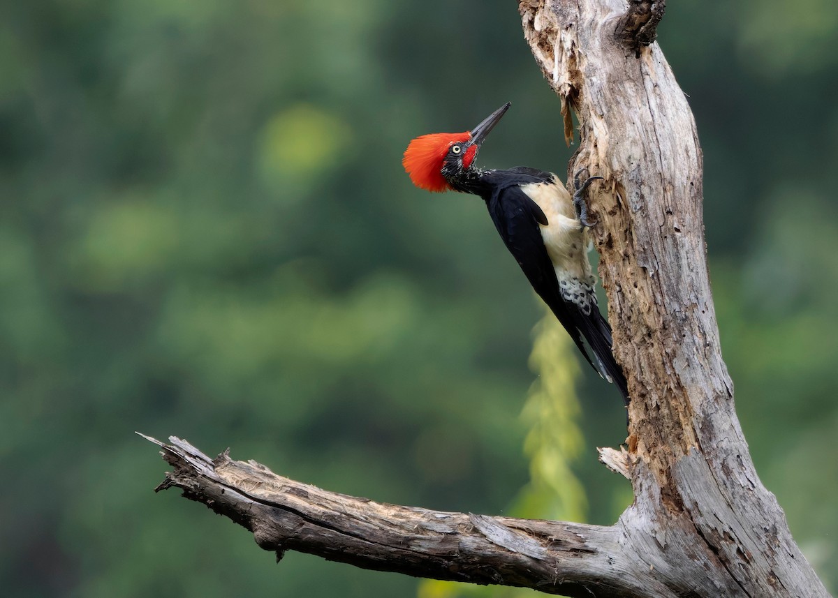 White-bellied Woodpecker - ML624225339