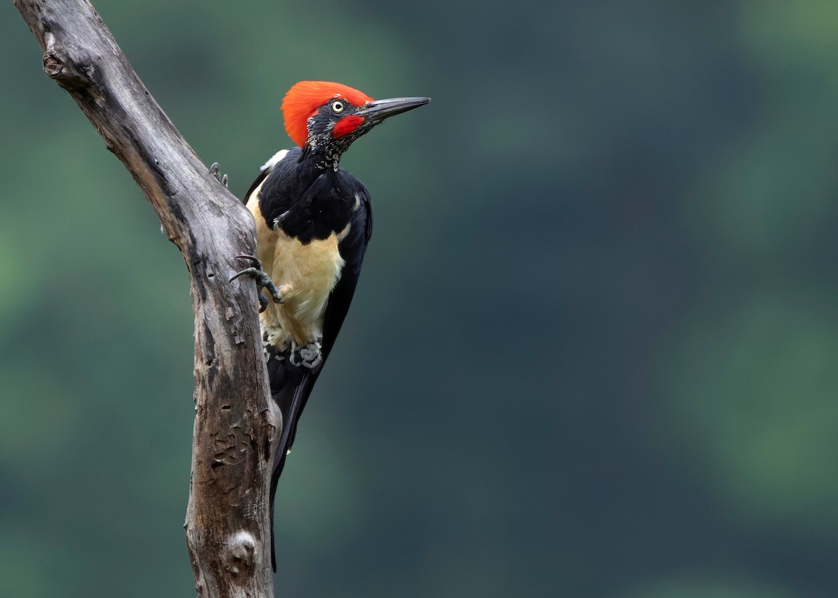 White-bellied Woodpecker - ML624225340