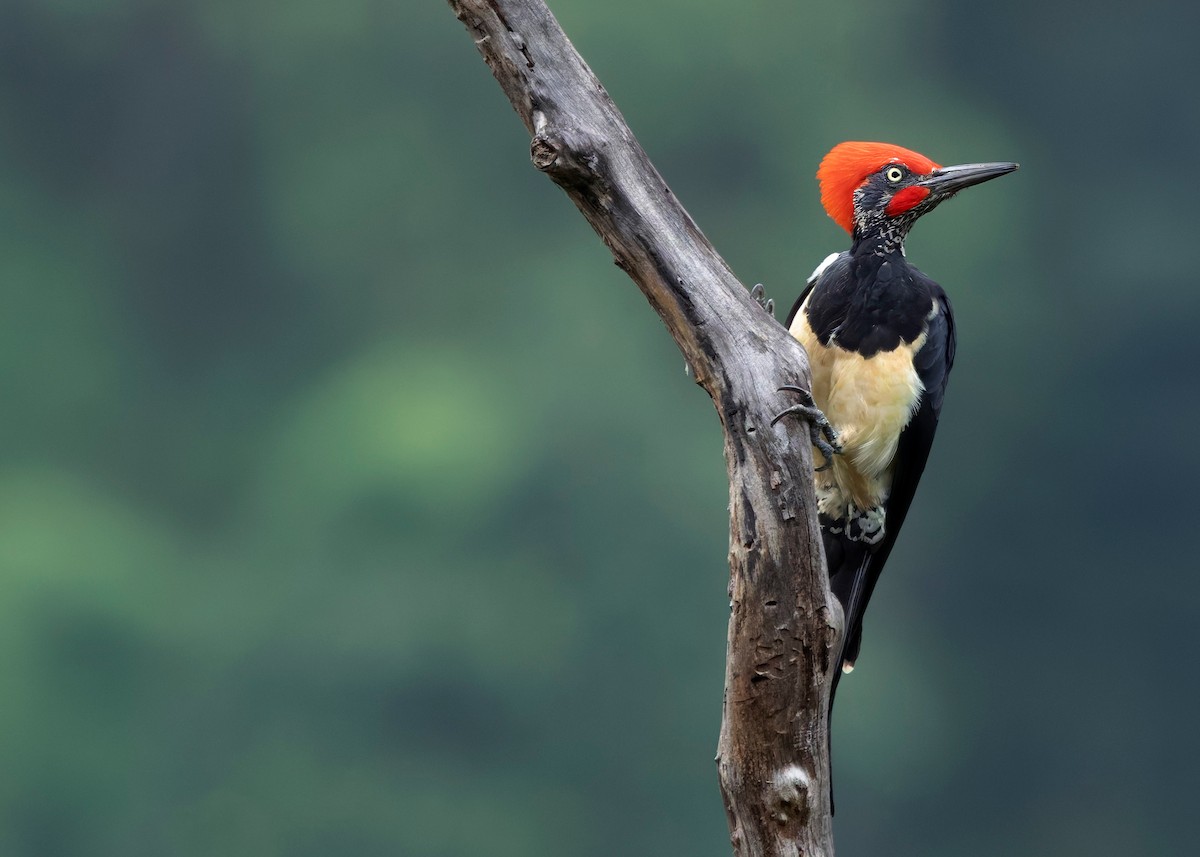 White-bellied Woodpecker - ML624225341