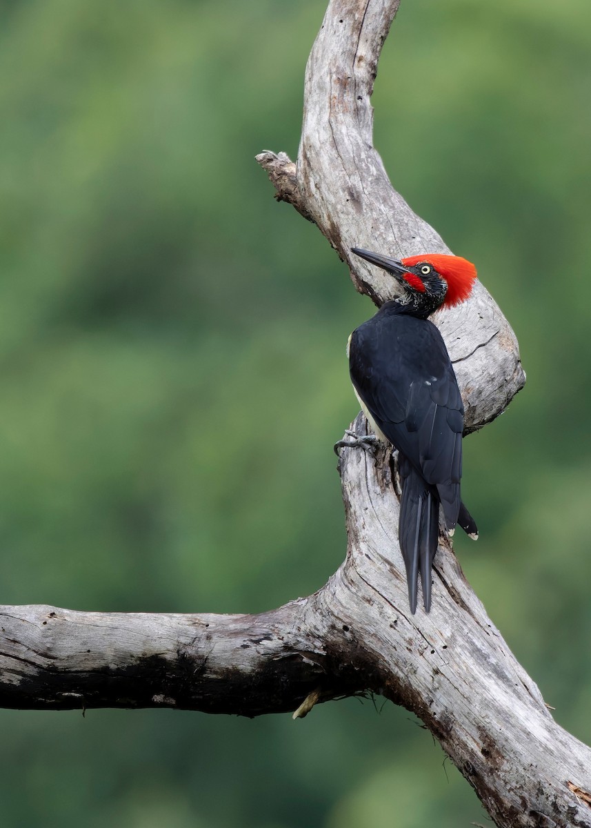 White-bellied Woodpecker - ML624225342