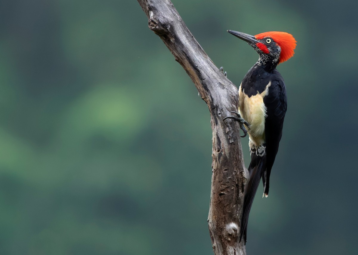 White-bellied Woodpecker - ML624225343