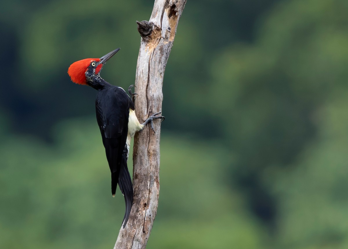 White-bellied Woodpecker - ML624225344