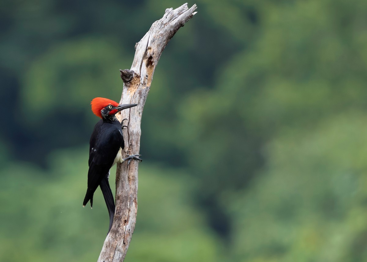 White-bellied Woodpecker - ML624225345