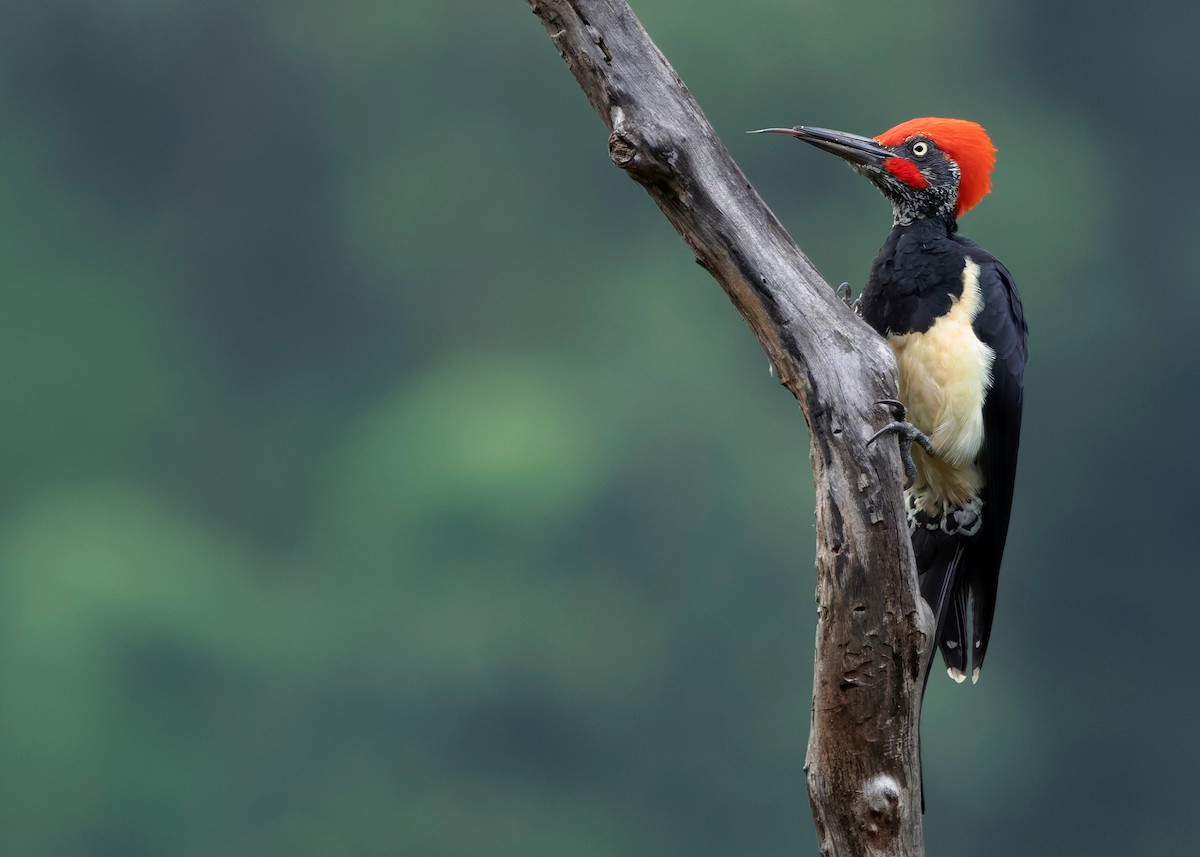 White-bellied Woodpecker - ML624225346