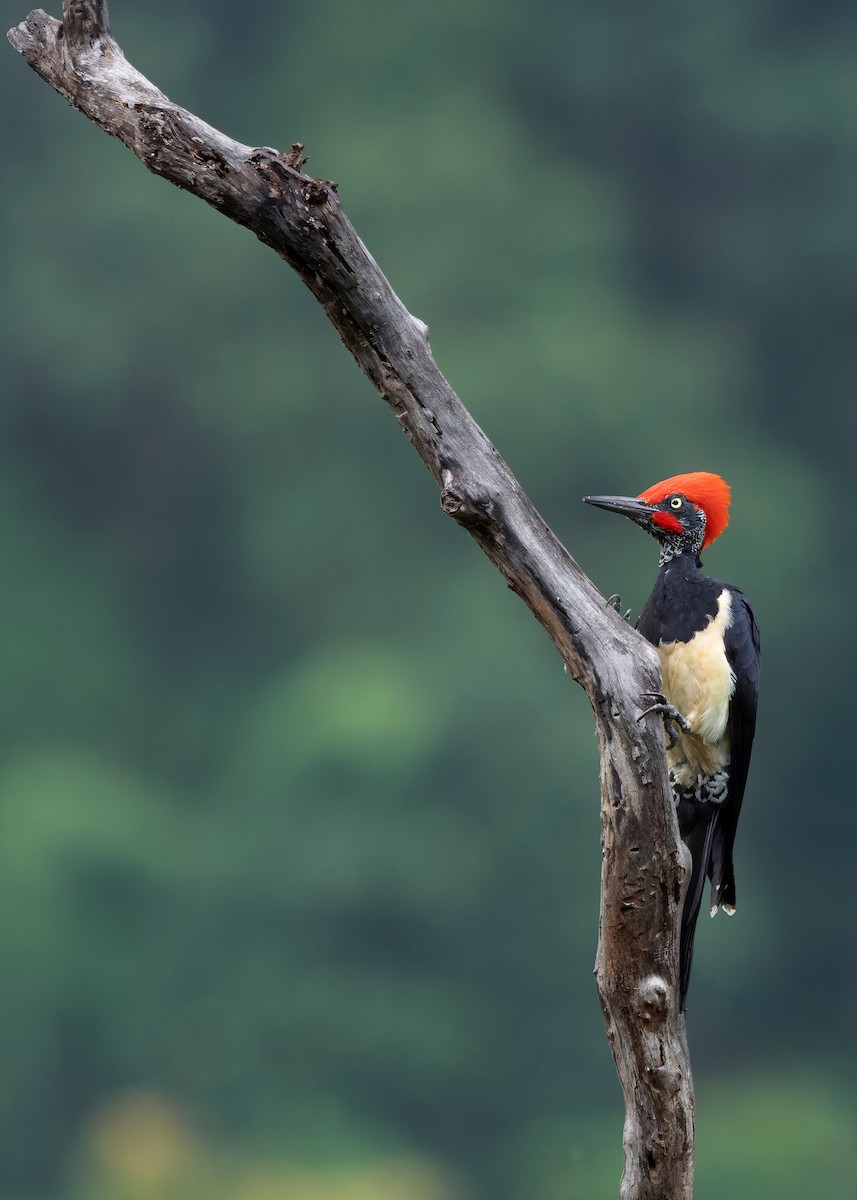 White-bellied Woodpecker - ML624225347