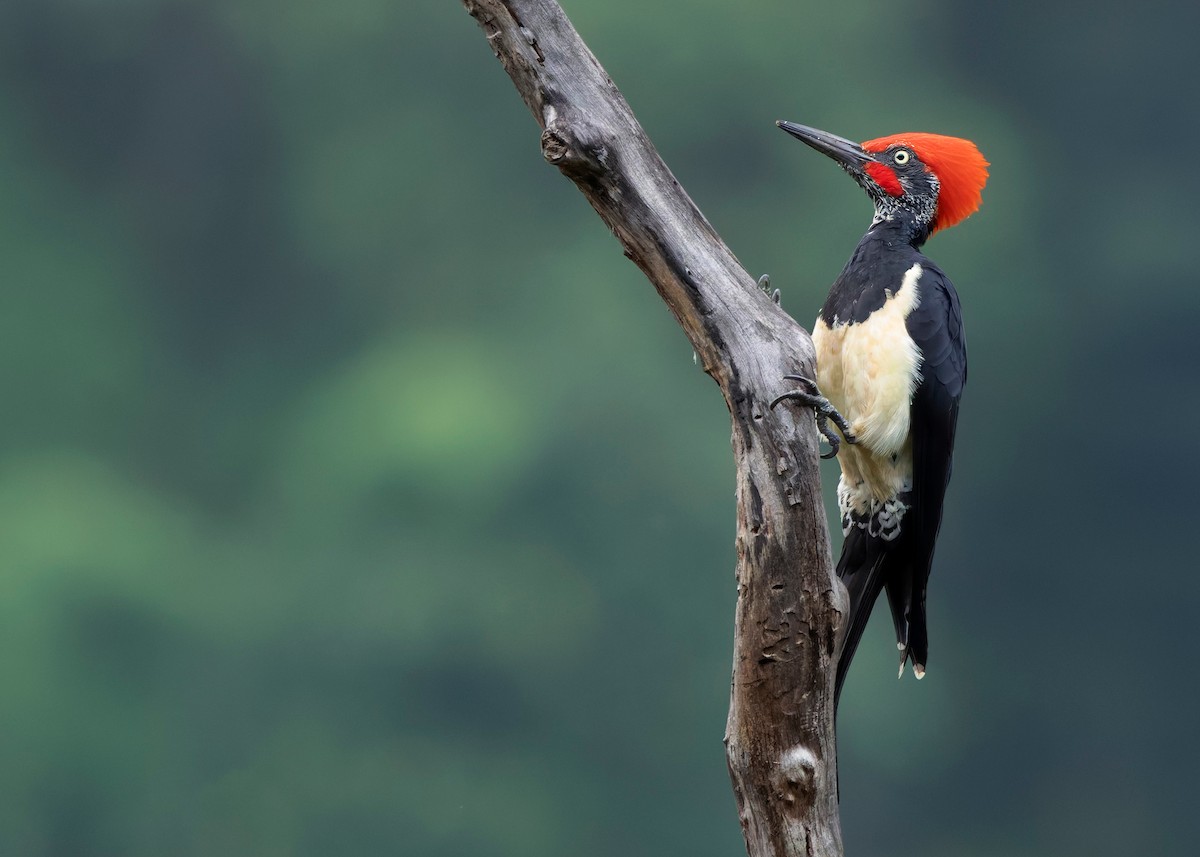 White-bellied Woodpecker - ML624225349