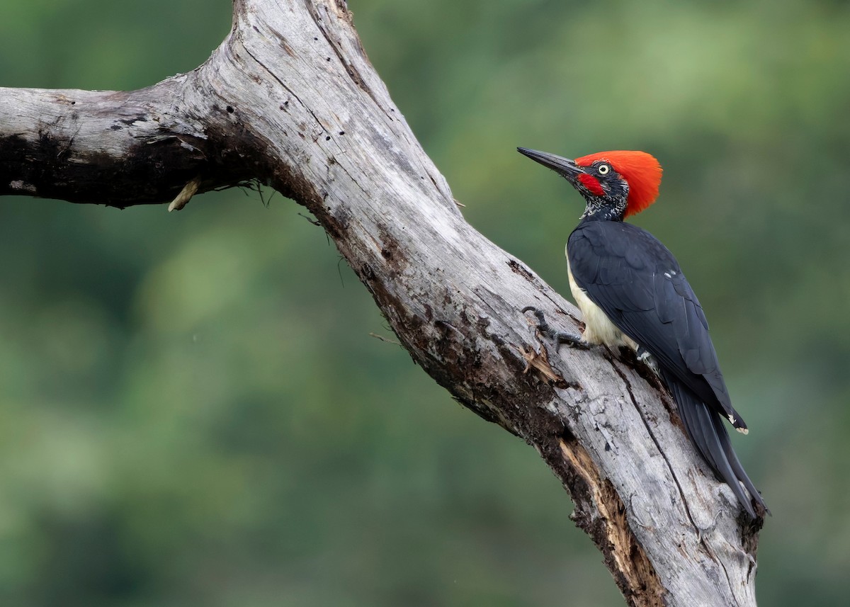 White-bellied Woodpecker - ML624225351