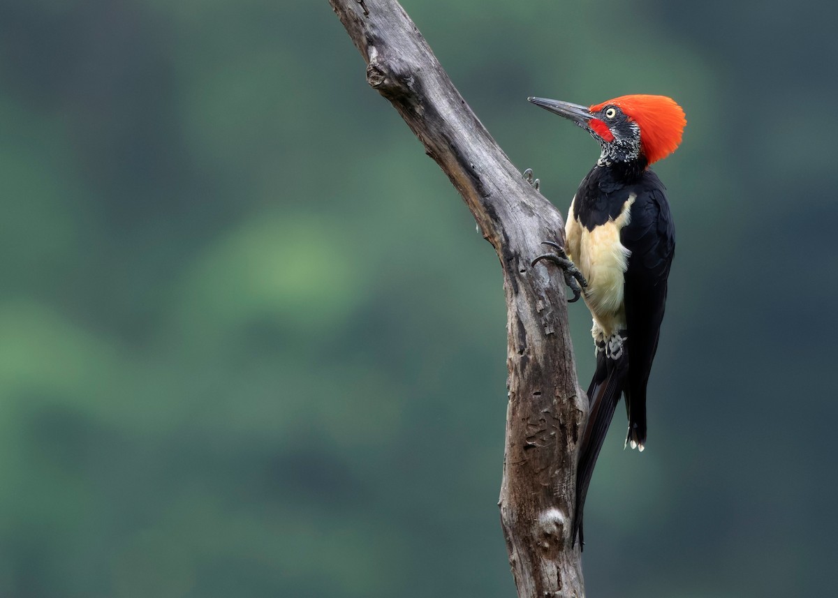 White-bellied Woodpecker - ML624225352