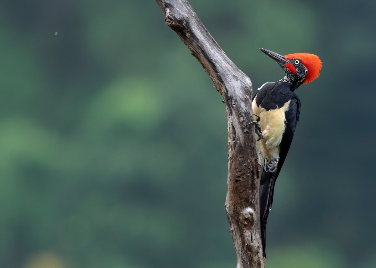 White-bellied Woodpecker - ML624225353