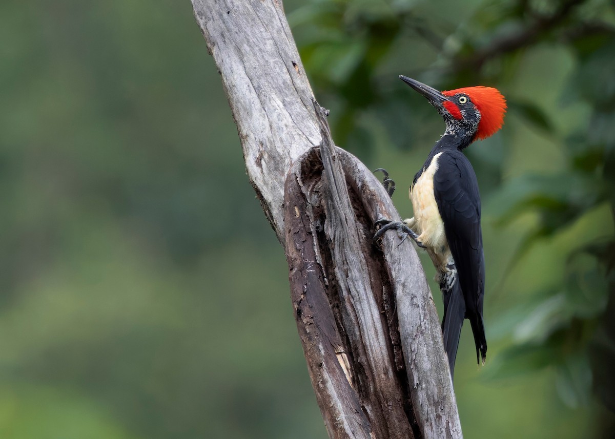 White-bellied Woodpecker - ML624225354