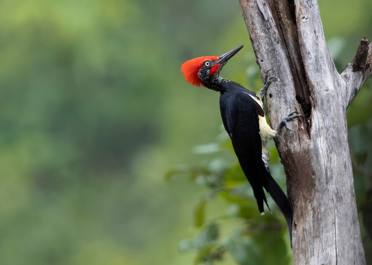 White-bellied Woodpecker - ML624225355