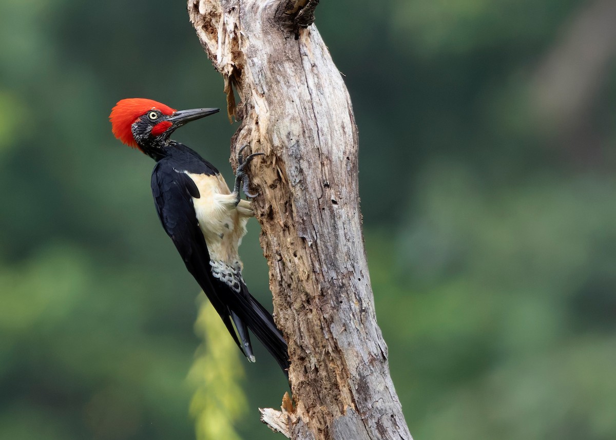 White-bellied Woodpecker - ML624225356