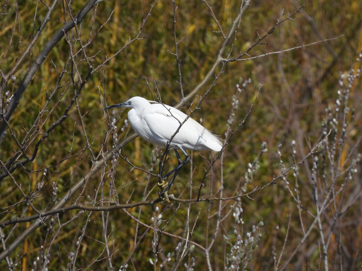 Little Egret - ML624225359