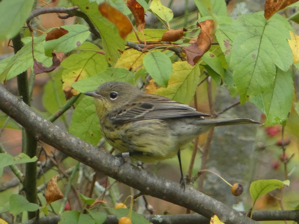 Kirtland's Warbler - ML624225379