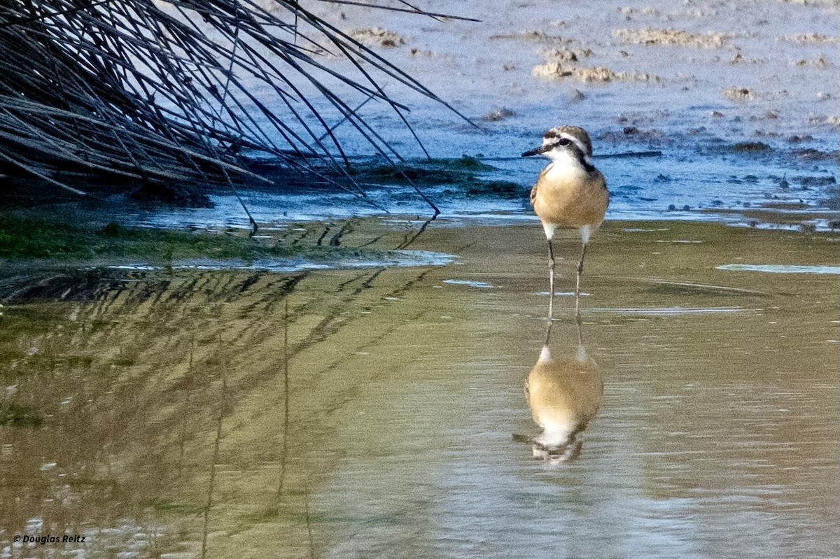 Kittlitz's Plover - Charlotte Pavelka & Doug Reitz