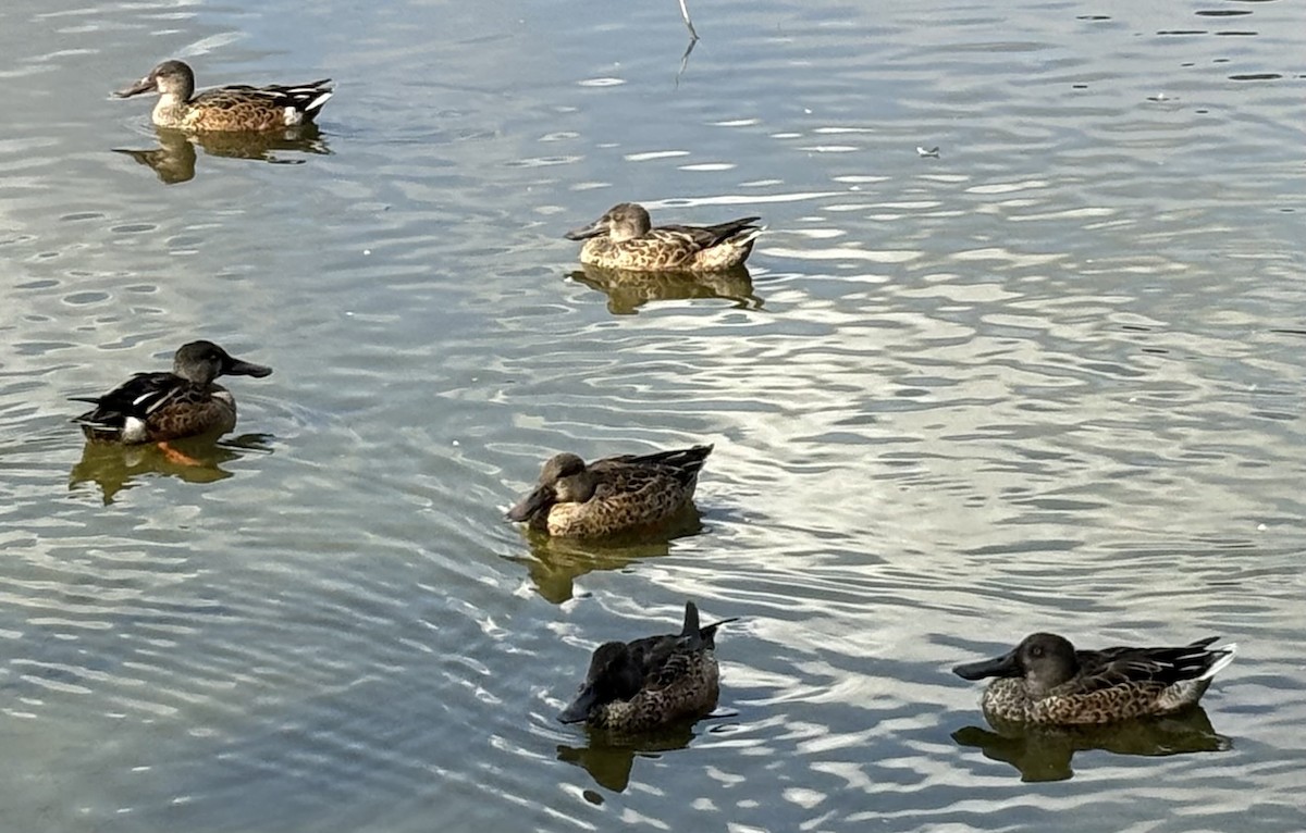 Northern Shoveler - ML624225385