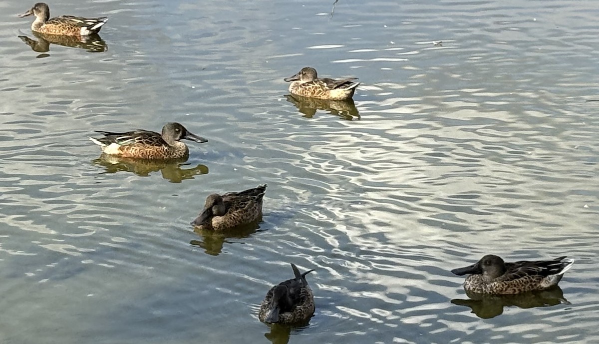 Northern Shoveler - ML624225386